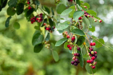 Can a Bunch of Berries Be Good for Your Immunity?