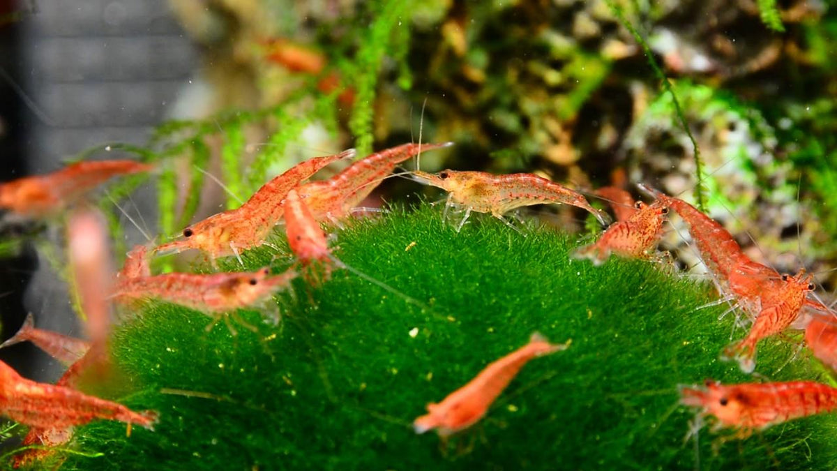 Cherry Shrimp care sheet — Aquatic Solutions Australia