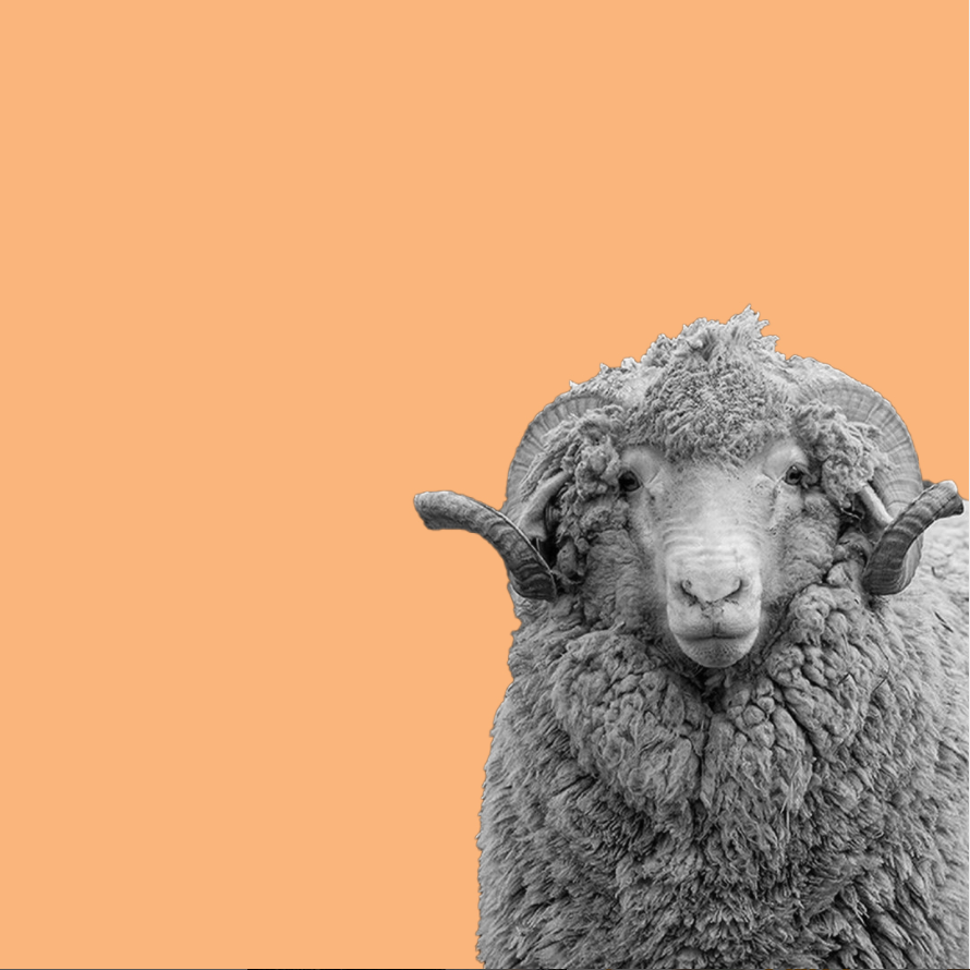 Why is wool a good fibre? McIntyre