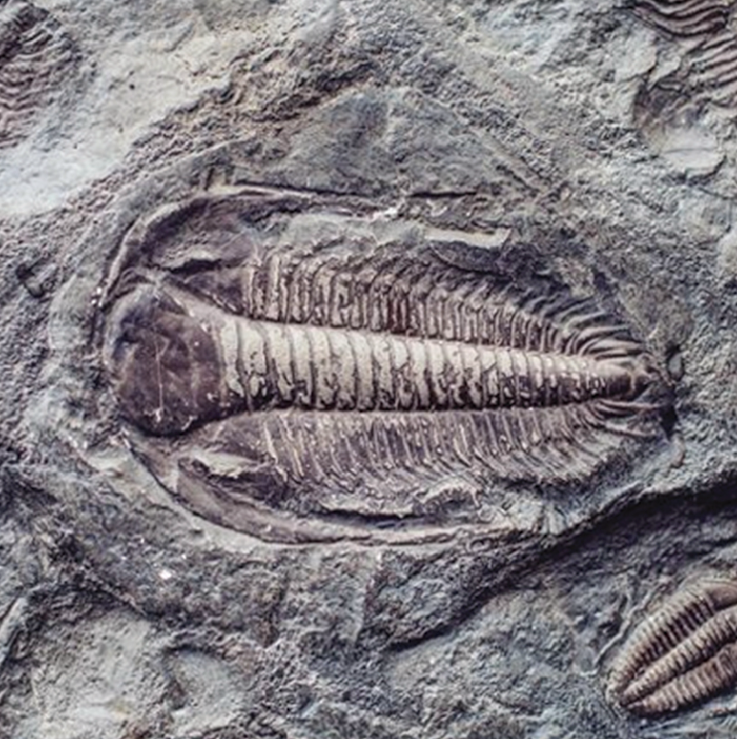 delta della cava di trilobite, scavi fossili, utah, stati uniti