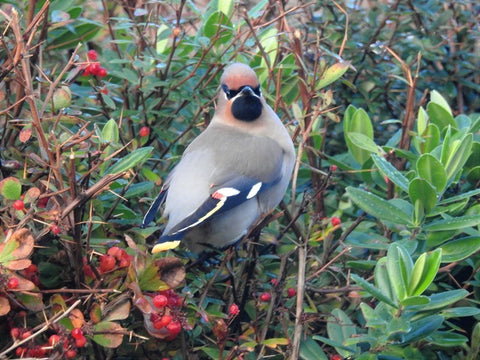 Bohemian Waxwing, Tim Wootton