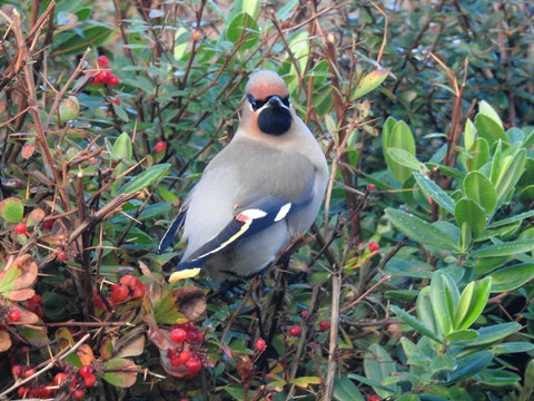 Waxwing