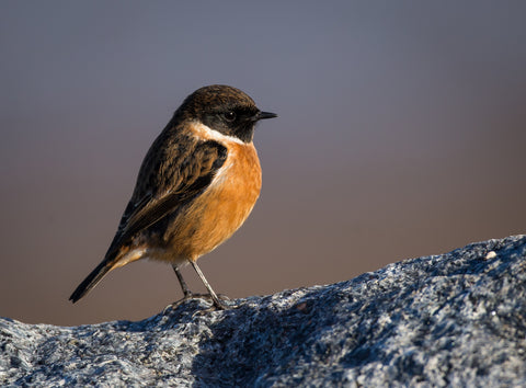 Stonechat