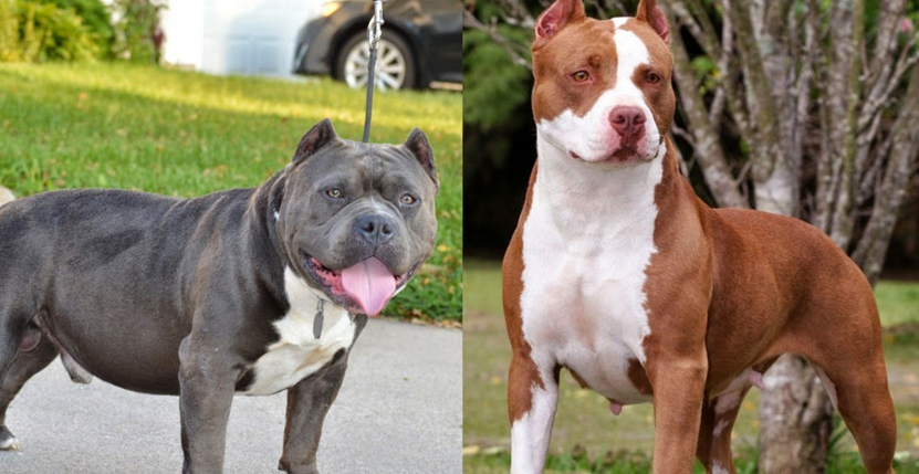 an American Bully and Pit Bull 