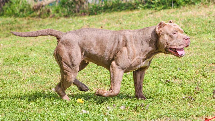 american bully muscle