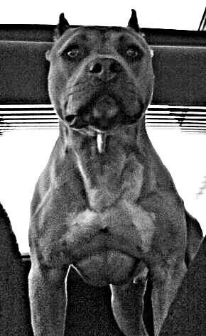 muscular black pitbull
