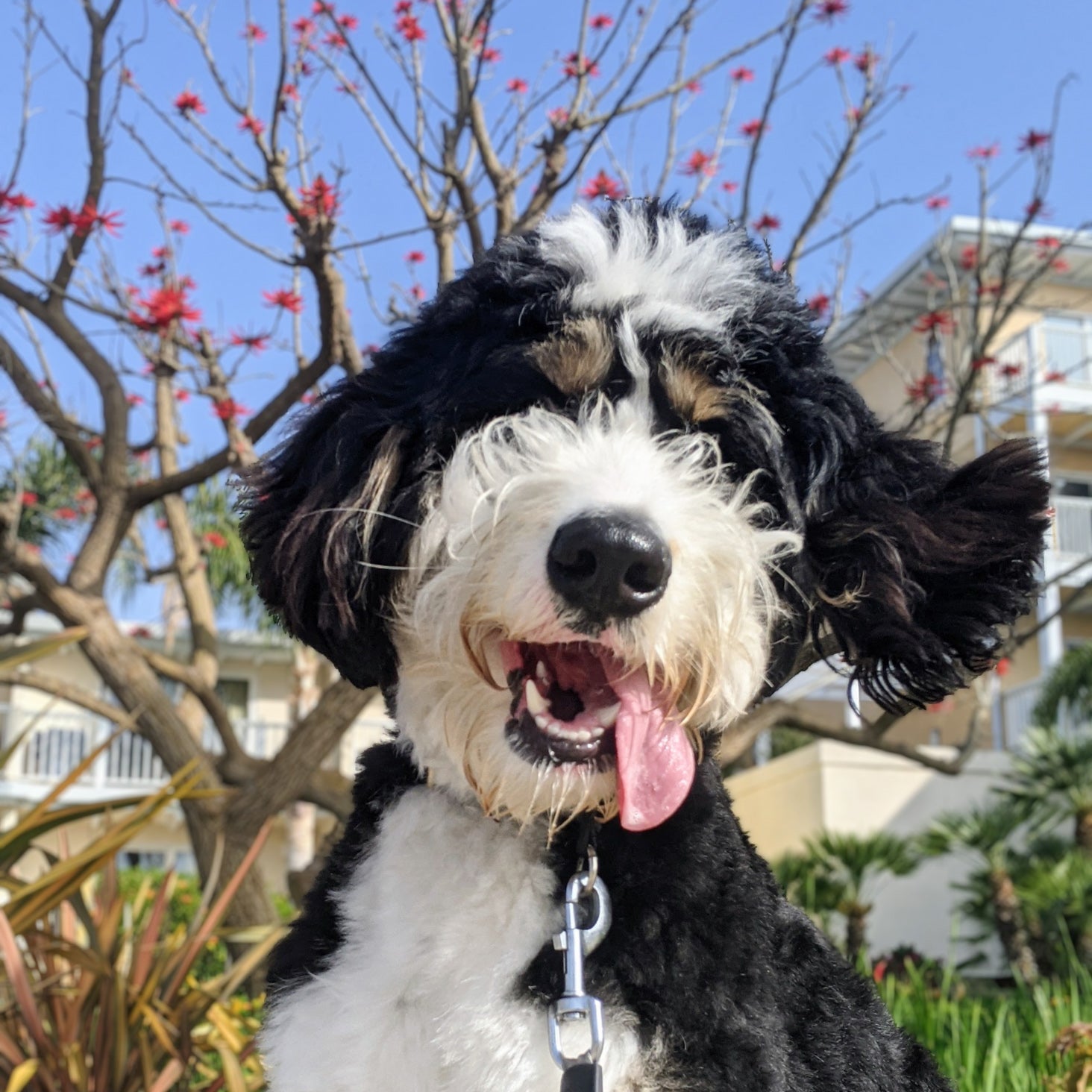 Samba the Bernedoodle Crochet Stuffed Animal