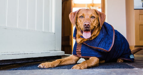 Labrador in Ruff & Tumble Drying Coat