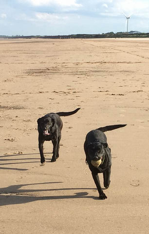 Dogs having fun on the beach