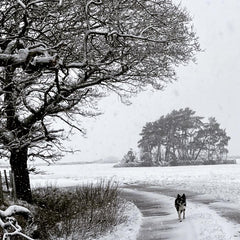 Dog walks whatever the weather