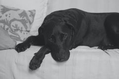 Labrador on sofa