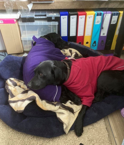 Labradors hard at work in the office in their fleece coats