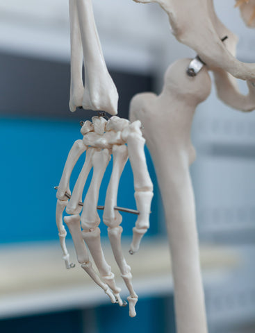hand skeleton