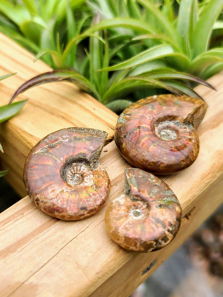 Whole Shell Opalized Ammonite Fossil