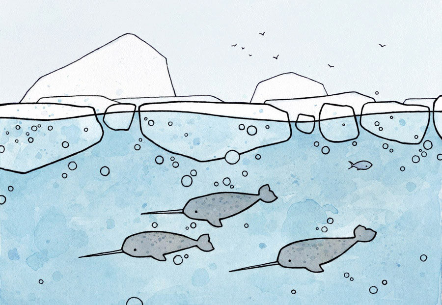 Illustrated Narwhal Facts for Kids - studiotuesday