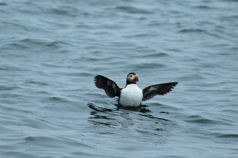 Swimming Puffin Eastern Egg Rock