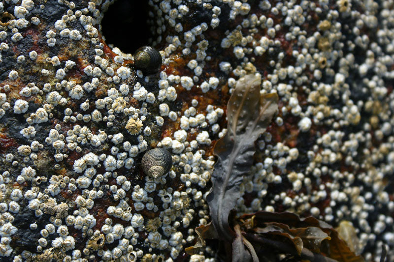 Periwinkles and Barnacles