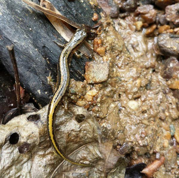 Northern Two-lined Salamander