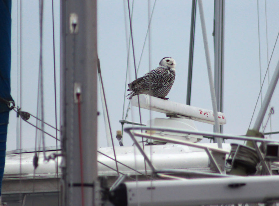 snowy owl marina