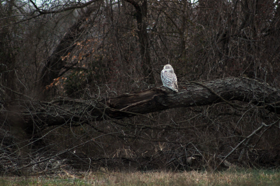 snowy owl irruption maryland