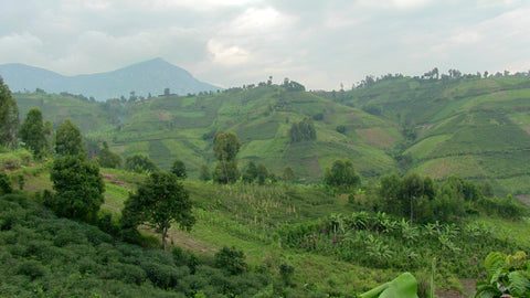 the fertile lands of South Kivu