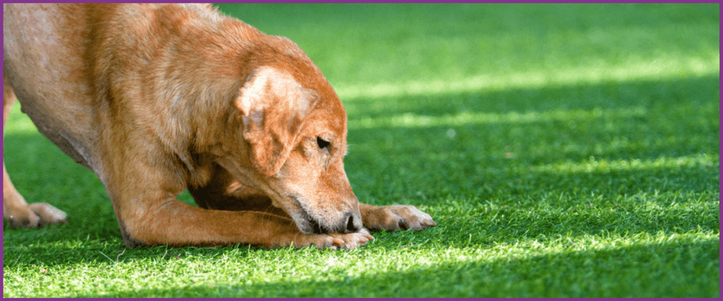 Durable fake grass with artificial turf underlay