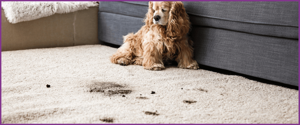 Carpet care tips