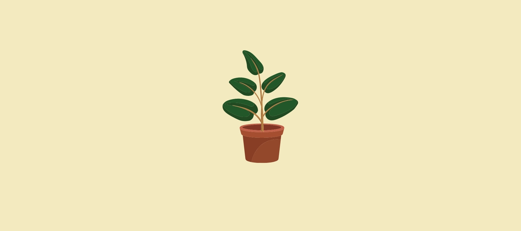 Ficus for room