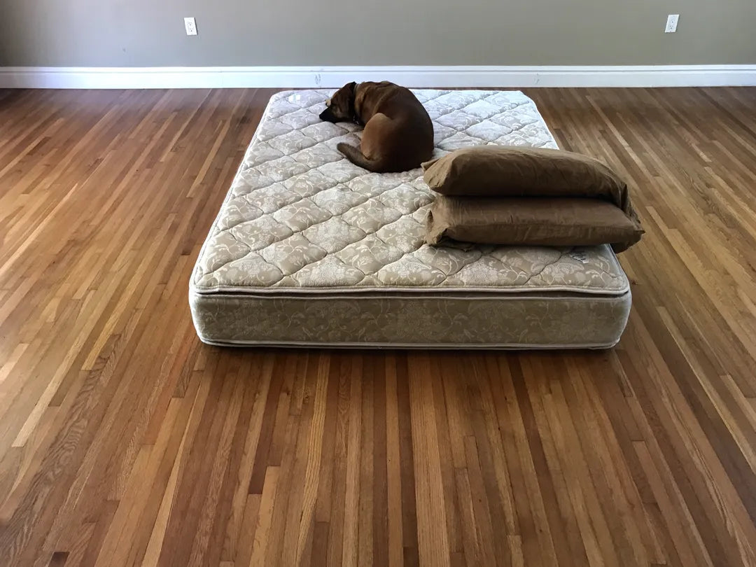 A dog lying on a mattress placed directly on a floor.