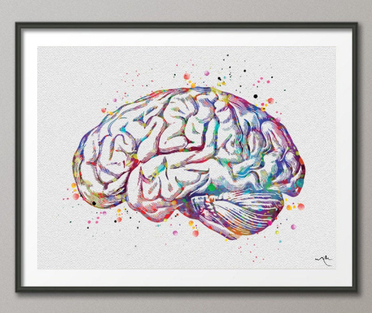 Parts of the human brain.  Download Scientific Diagram