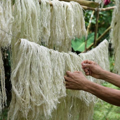 Pineapple leaf fiber waiting to become Pinatex. Source: Ananas-Anam.