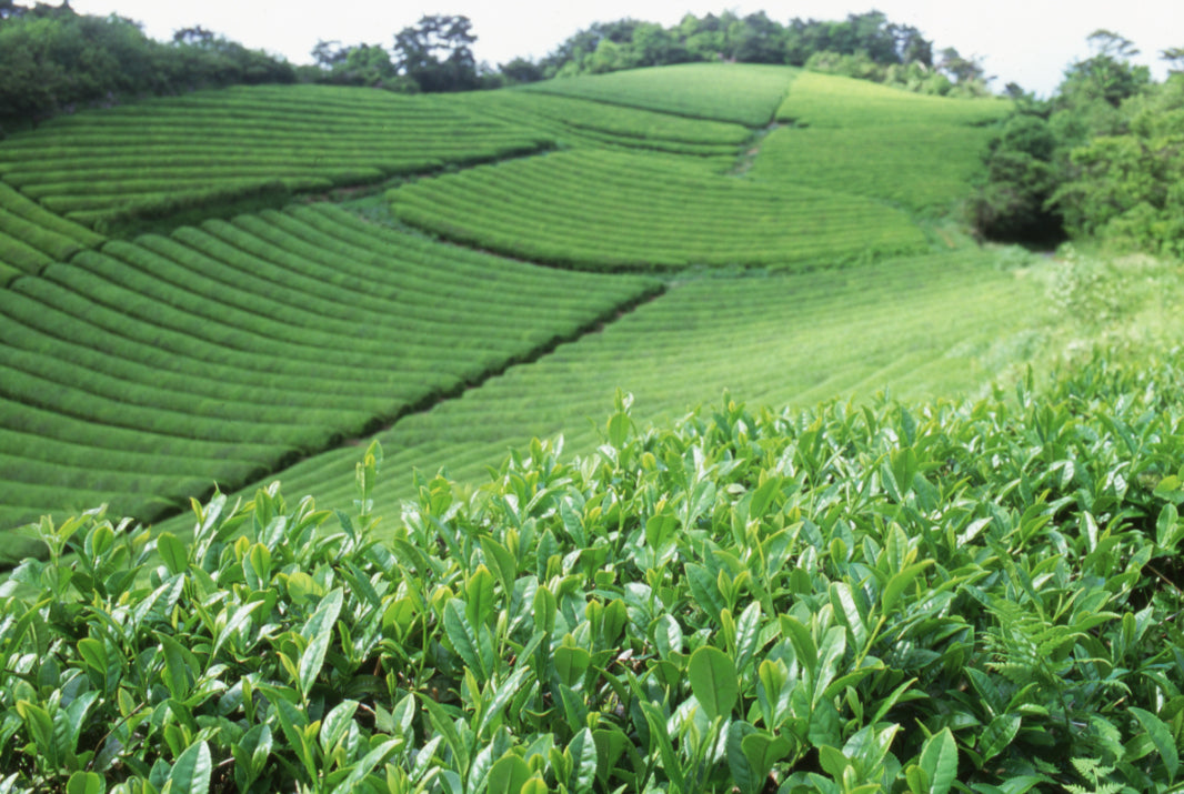 Uji Matcha farm