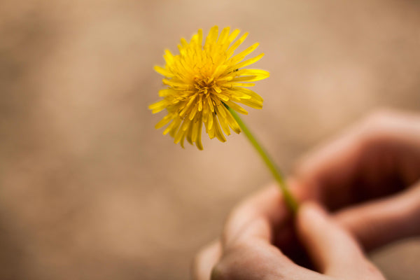 Benefits of dandelion tea