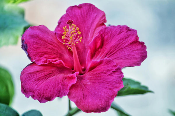 How hibiscus can help reduce bloating