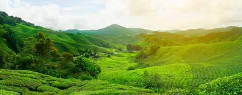 How tea is grown, harvested, processed, and prepared all impact its l-theanine levels.
