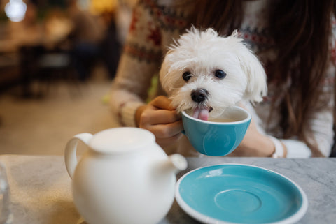 A little bit of green tea can be beneficial for your dog's health
