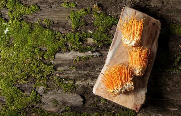 Health benefits of cordyceps