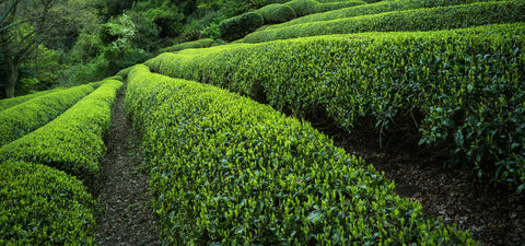 camellia sinensis is the tea plant both green tea and matcha come from