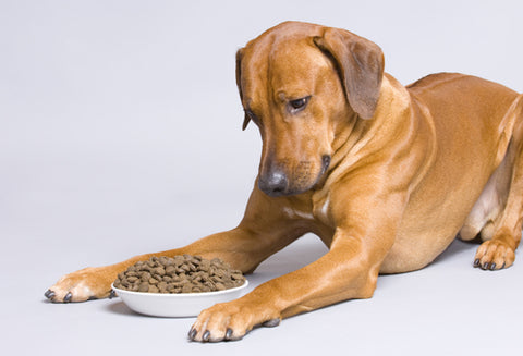 Mix in one gram of green tea matcha powder with water to dog food for health benefits.