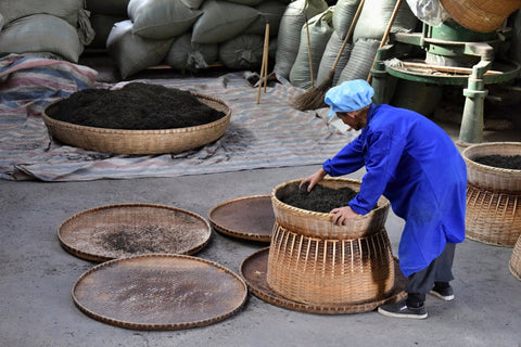 how to manufacture black tea vs. green tea