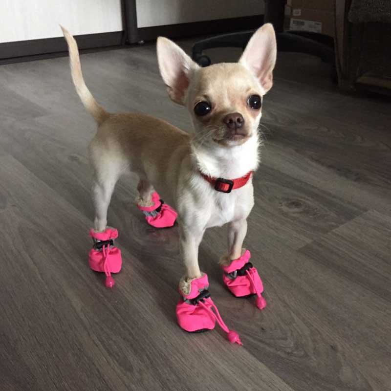 chihuahua boots