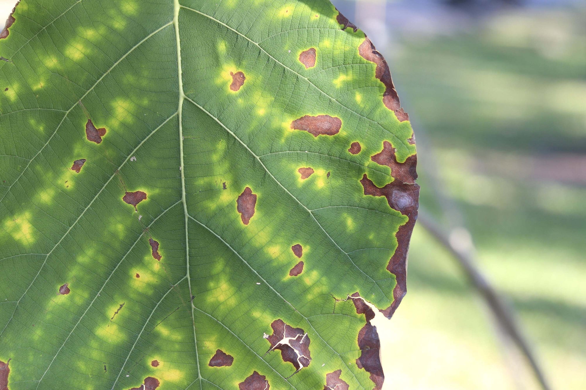 Cómo Reconocer La Deficiencia De Potasio En Plantas Hydrocultura 8976