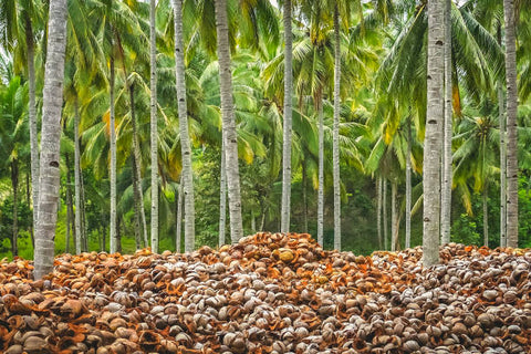 Cascara de coco y palmeras