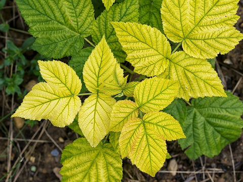 Deficiencia de Hierro en Plantas