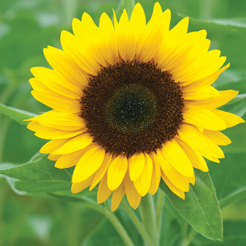 SEMILLAS ORGANICAS - girasol - girasol