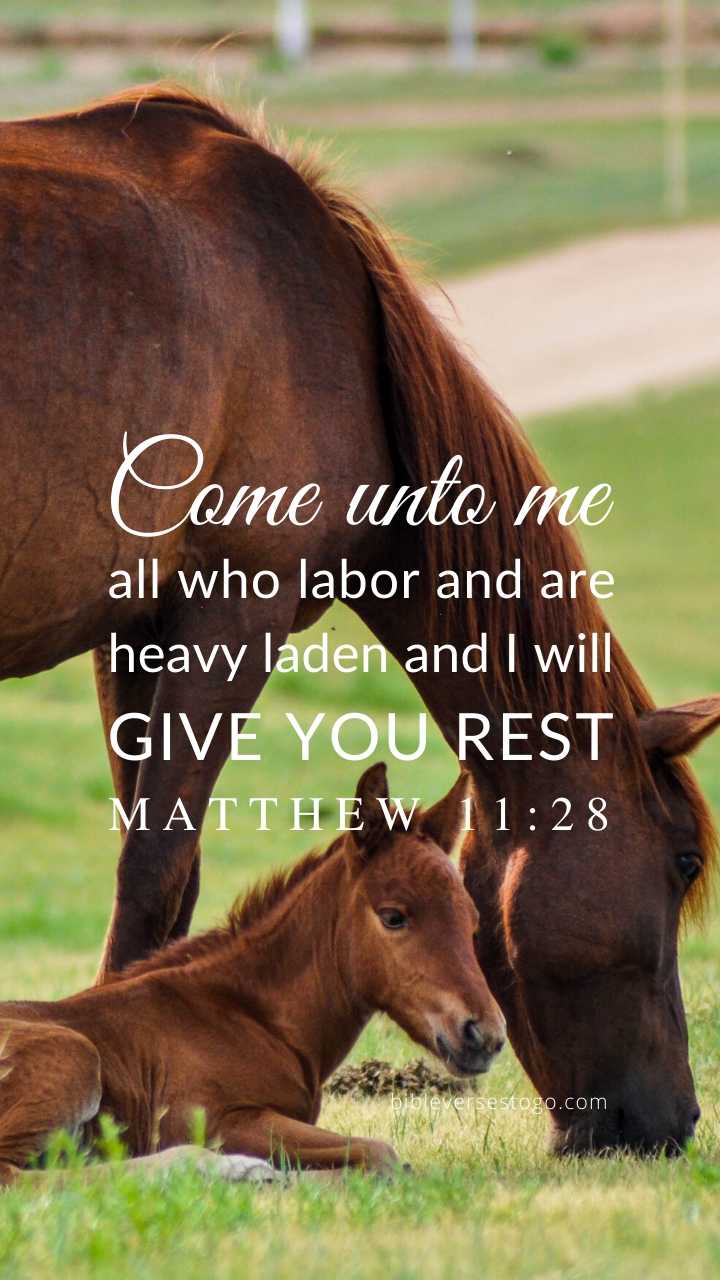 Horses Matthew 11:28 Phone Wallpaper - FREE - Bible Verses To Go