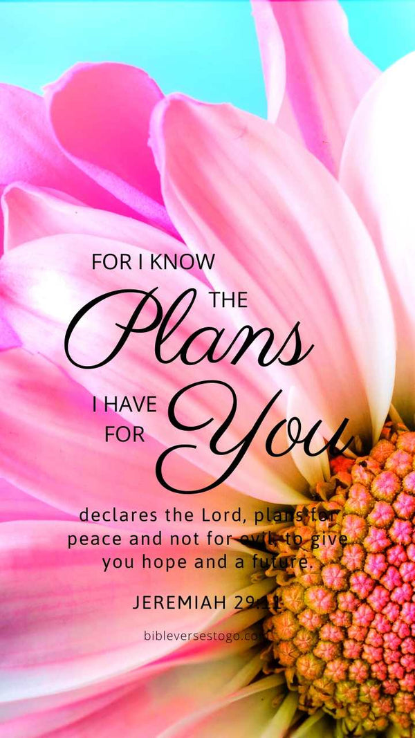 Pink Daisy Bible Verse Wallpaper - Bible Verses To Go