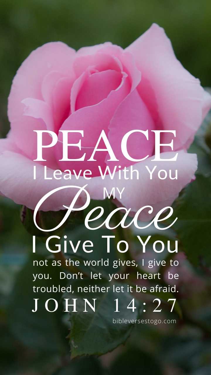 Pink Rose Bible Verse Wallpaper - Bible Verses To Go