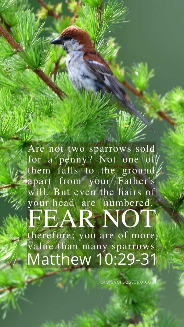 Sparrow Matthew 10 29 31 Phone Wallpaper Free Bible Verses To Go