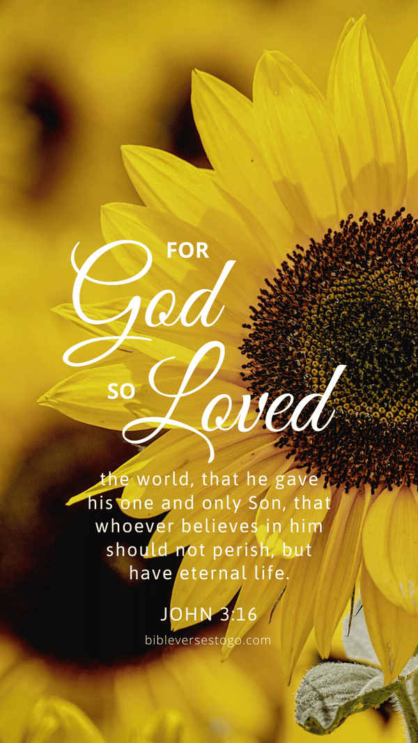 Sunflower John 3:16 - Bible Verses To Go